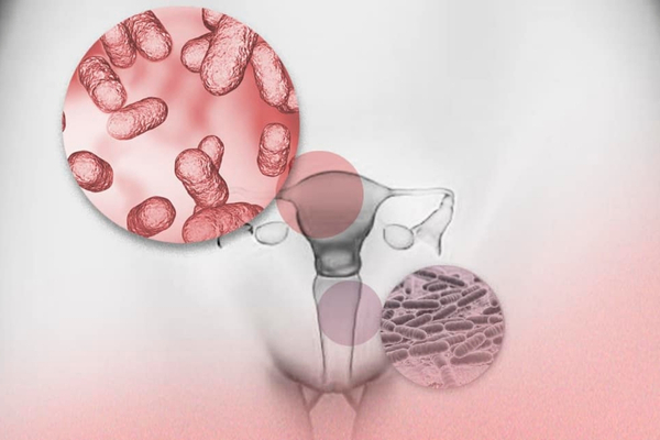 Endometrial Mikrobiom